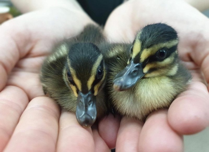 Busselton Vet Hospital with 2 little ducklings